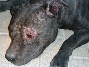 heridas producidas por otro perro durante una pelea
